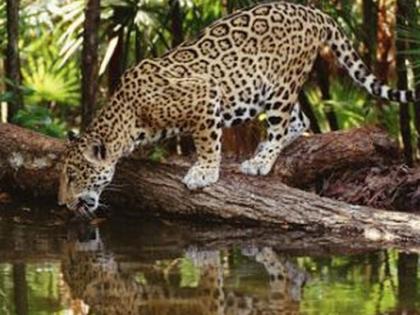 Farmer killed in leopard attack at Mohide | मोहिदे येथे बिबट्याच्या हल्ल्यात शेतकरी ठार