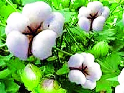 Choose cotton seeds according to soil foil | जमिनीच्या पोतानुसार कापूस बियाणे निवडा