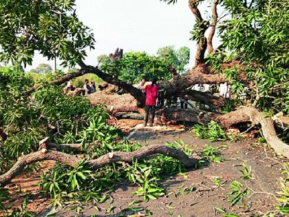 The ax on 60 year old mango tree | ६० वर्षांच्या आम्रवृक्षांवर कुऱ्हाड The ax on 60 year old mango tree | ६० वर्षांच्या आम्रवृक्षांवर कुऱ्हाड