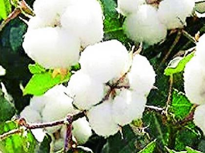 Waiting for the Cotton Marketing Corporation to buy it | पणन महासंघाच्या कापूस खरेदीची प्रतीक्षाच