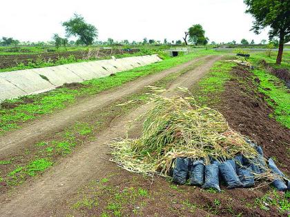 Fiasco of Government plantation campaign in rural area | शासनाच्या वृक्षारोपण मोहिमेला ग्रामपंचायतींचा हरताळ!