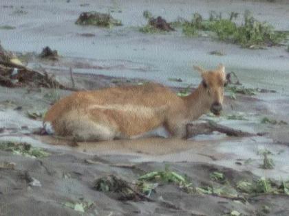 The villagers rescued the deer that was being carried in the Tapi river basin | तापी नदीच्या पात्रात वाहून जाणाऱ्या हरणास गावकऱ्यांनी वाचविले