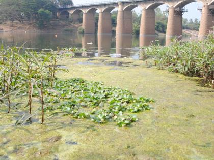 Livestream Krishna river is dangerous due to health ... | जीवनदायी कृष्णा नदीच ठरतेय आरोग्याला धोकादायक कारण...