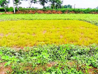 Relying on rain, the paddy was harvested | पावसाच्या भरवशावरील धान पऱ्हे करपले