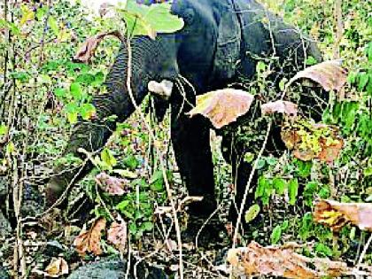 The beat of elephant in the forest of Alapalli | आलापल्लीच्या जंगलात विजय हत्तीचा धुमाकूळ