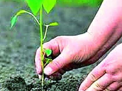 53 lakhs of trees planted this year | यावर्षी ५३ लाख वृक्ष लागवड