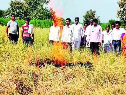 The farmer took the fire to the fire | शेतकऱ्याने लावली धानाला आग