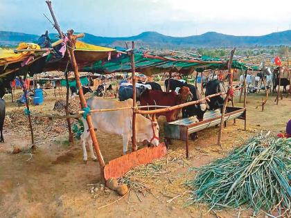 Even after the rain returns, the animals wait for the camp | पाऊस परतला तरीही जनावरांना छावणीची प्रतीक्षा