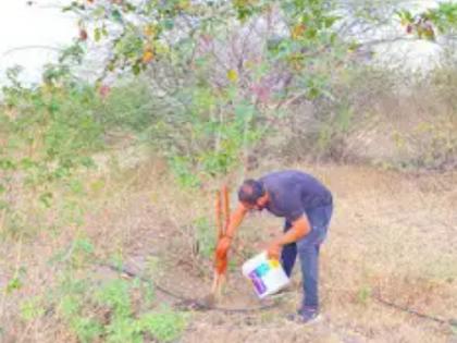 Environmentally friendly dusting by coloring the trees | वृक्षाना रंग देऊन पर्यावरणपूरक धूलिवंदन