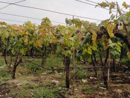 Great loss of grape crops | द्राक्ष पिकांचे मोठे नुकसान