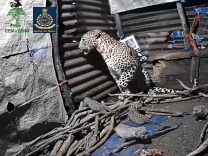 'She' captures a female leopard calf on a CCTV camera | ‘ती’ बिबट्याची मादी बछड्यांना दूध पाजतांना सीसीटीव्ही कॅमेऱ्यात कैद