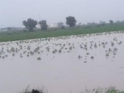 20 thousand farmers: the loss of their livestock farming | 20 हजार शेतक:यांच्या शेतीचे अतीवृष्टीत नुकसान 20 thousand farmers: the loss of their livestock farming | 20 हजार शेतक:यांच्या शेतीचे अतीवृष्टीत नुकसान