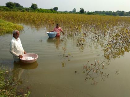 Cotton picking in waist-deep water due to inflow of water from Susari dam | सुसरी धरणाचे पाणी शेतात शिरल्याने कमरेएवढ्या पाण्यात कापूस वेचणी Cotton picking in waist-deep water due to inflow of water from Susari dam | सुसरी धरणाचे पाणी शेतात शिरल्याने कमरेएवढ्या पाण्यात कापूस वेचणी