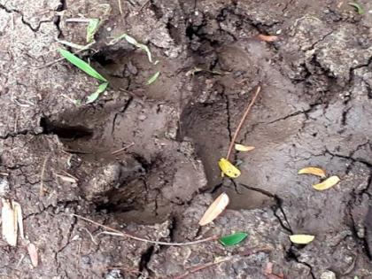 Fear among leopards over leopard presence | बिबट्याच्या वास्तव्याने शेतमजुरांमध्ये भीती Fear among leopards over leopard presence | बिबट्याच्या वास्तव्याने शेतमजुरांमध्ये भीती