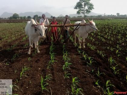 Growth in maize, soybean and millet | मका,सोयाबीन बाजरीच्या क्षेत्रात वाढ