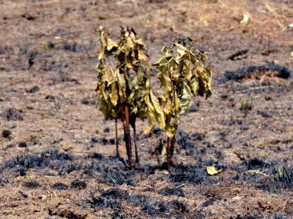 Parbhani: Many plants of the Agriculture University burnt to death | परभणी : कृषी विद्यापीठातील अनेक झाडे गेली जळून