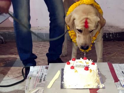 Parbhani: Celebrating Bruno Schwana's Birthday with cake filling | परभणी : केक भरवून साजरा केला ब्रुनो श्वानाचा वाढदिवस