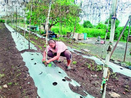 One acre vineyard was cut down and vegetable farming was done | एक एकर द्राक्षबाग तोडून केली भाजीपाल्याची शेती