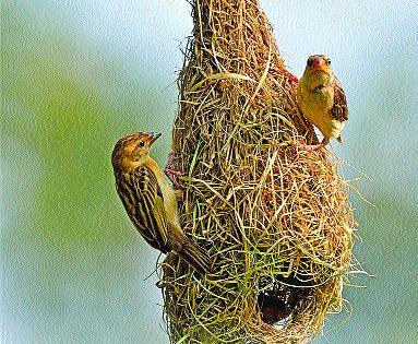 Almost to build a nest of sugarcane ...! | सुगरणींची घरटे बनविण्याची लगबग...!