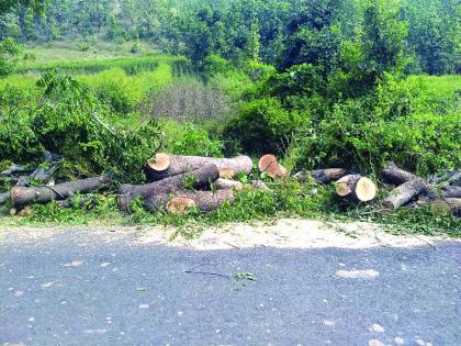 Cutting dense trees in highway work! | महामार्गाच्या कामात डेरेदार वृक्ष होताहेत जमीनदोस्त!