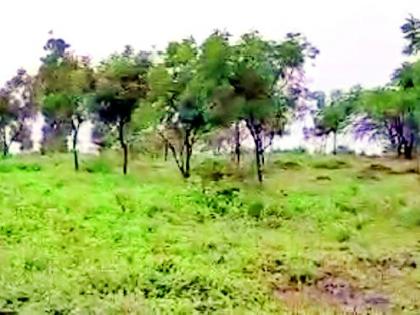Two siblings cultivate 400 neem trees | दोन भावंडांनी जोपासली ४०० कडुनिंबाची झाडे Two siblings cultivate 400 neem trees | दोन भावंडांनी जोपासली ४०० कडुनिंबाची झाडे