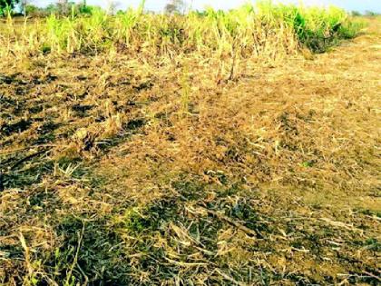 ‘Lockdown’ breaks the backs of sugarcane growers | ‘लॉकडाऊन’ने मोडले ऊस उत्पादक शेतकऱ्यांचे कंबरडे ‘Lockdown’ breaks the backs of sugarcane growers | ‘लॉकडाऊन’ने मोडले ऊस उत्पादक शेतकऱ्यांचे कंबरडे