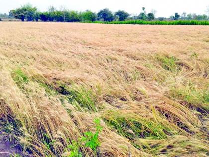 Untimely rains and hailstorms have broken the backs of farmers | अवकाळी पाऊस-गारपीटने मोडले शेतकऱ्यांचे कंबरडे