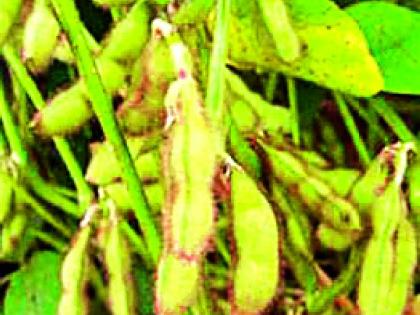 Miscrease in the purchase of tur, gram and soyabean | तूर, हरभरा, सोयाबीनच्या खरेदीत झाला गैरव्यवहार