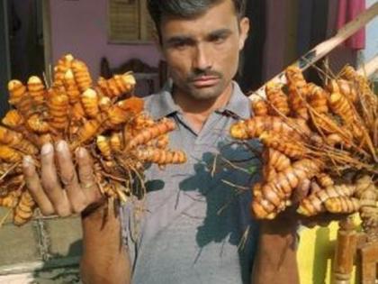 Yavatmal district yields turmeric worth Rs 15 lakh per acre | यवतमाळ जिल्ह्यात तीन एकरात १५ लाखांच्या हळदीचे उत्पन्न