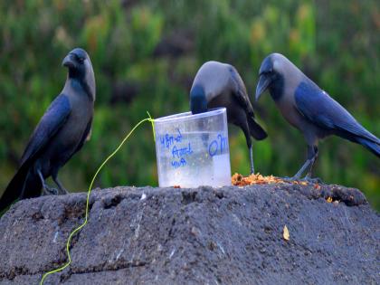 ऊन नाही, सूर्य आग ओकतोय : बघा पुणेकरांचे थंड राहण्याचे पर्याय !