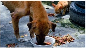 Youth contributions; Straw for dogs and biscuits for dogs ...! | युवकांचे योगदान; गाईसाठी भूसा तर कुत्र्यांसाठी बिस्कीटांचा घास...!