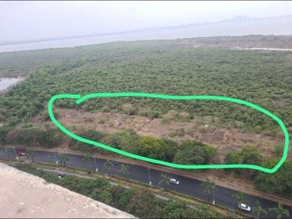 Slaughter of mangroves in the name of agriculture in Palm Beach Road area: Complaint on Mangroves Security App | शेतीच्या नावाखाली खारफुटीची कत्तल, पाम बीच रोड परिसरातील प्रकार; मँग्रोज सुरक्षा ॲपवर तक्रार