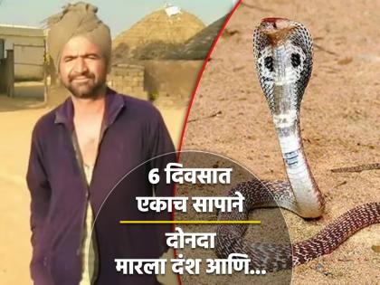 Jaisalmer : Snake bit two time to same person in 6 days victim died in the second time | धक्कादायक! 6 दिवसात एकाच सापाने दोनदा मारला दंश, पहिल्यांदा वाचला पण दुसऱ्यांदा...