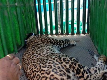 That leopard refused the chicken | 'त्या' बिबट्याने चिकन कोंबडी नाकारली