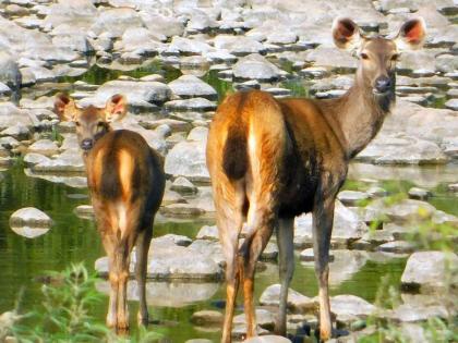 Due to Lockdown free movement of wildlife in Melghat | लॉकडाऊनमध्ये मेळघाटात वन्यप्राण्यांचा मुक्त संचार