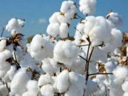 Early monsoon; This year, the area under cotton will increase by 5 per cent | मान्सून लवकर; यंदा कापसाचे क्षेत्र ५ टक्क्यांनी वाढणार