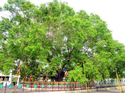 Bodhi tree in Deekshabhoomi describing the relationship between Tathagata Buddha and Emperor Ashoka | तथागत बुद्ध अन् सम्राट अशोक यांच्याशी नाते सांगणारा दीक्षाभूमीतील बोधिवृक्ष 