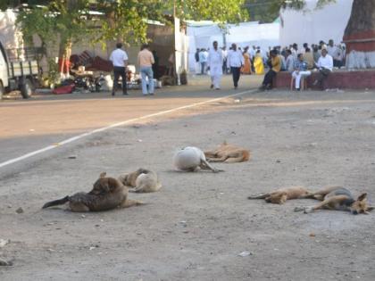 Tight security in Vidhan Bhavan, but 'parade' of loose dogs in the area | विधानभवनात कडेकोट बंदोबस्त, तरी परिसरात मोकाट कुत्र्यांचा ‘मोर्चा’