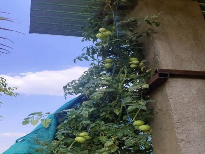 Tomatoes from Israel bloomed in the summer; A tree about 14 feet tall | वरोऱ्यात बहरले इस्रायलचे टोमॅटो; तब्बल १४ फूट उंचीचे झाड