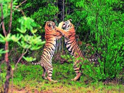 We two brothers will have fun...! The fun of the two calves of Babli in Tadobat | आपण दाेघे भाऊ मस्तीत राहू ... ! ताडोबात बबलीच्या दोन बछड्यांची मौज