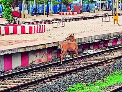 Walking around the city of Warora, Bison reached the railway station | वरोरा शहरभर फिरून नीलगाय पोहोचली रेल्वेस्थानकावर