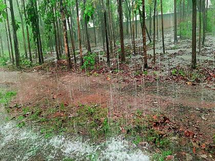 Heavy rain in Aheri and Bhamragarh; Rerip elsewhere | अहेरी व भामरागडात दमदार पाऊस; इतरत्र रिपरिप