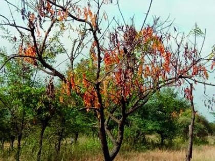 What is this? Why did the neem trees suddenly start drying up? | हे काय आक्रित? अचानक का सुकायला लागली कडुनिंबाची झाडे?