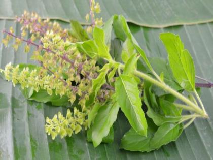 health benefits of tulsi plant | तुळस आरोग्यासाठी गुणकारी; 'हे' आहेत फायदे!