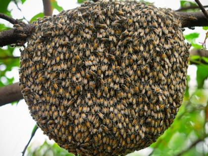 Attack of honey bees on students in Chandrapur district; 25 student injured | चंद्रपूर जिल्ह्यात मधमाश्यांचा विद्यार्थ्यांवर हल्ला; २५ विद्यार्थी जखमी