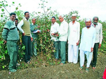 Influence of bollworm on Saigawi Kapshi | सायगावी कपाशीवर बोंडअळीचा प्रादुर्भाव