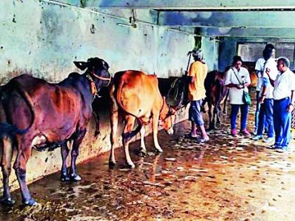 11 talukas affected by Lampi in Nagpur division ; 150 animals affected | नागपूर विभागात ११ तालुके लम्पीबाधित; १५० जनावरे बाधित