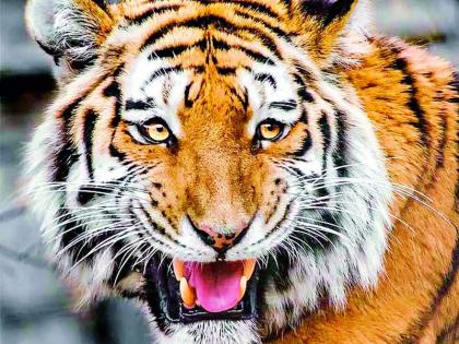 Tiger terror in Junona Shivara; Padsha of two animals | जुनोना शिवारात वाघाची दहशत; दोन जनावरांचा पाडला फडशा