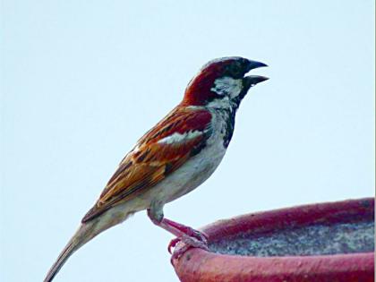 World sparrow Day; white sparrow in Nagpur | पांढरीशुभ्र चिऊताई पाहिलीय?... आपल्या चुकांमुळे भविष्यात अशाच चिमण्या दिसू शकतात!