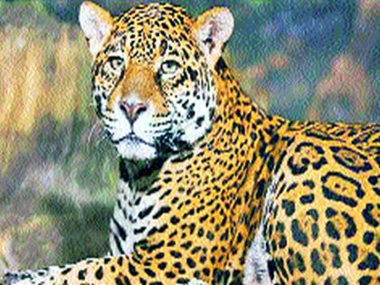 The calf injured in a leopard attack in Adgah | आडगावला बिबट्याच्या हल्ल्यात वासरू जखमी